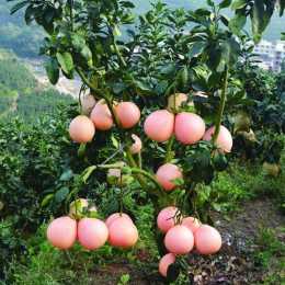 三紅蜜柚矮化密植、早結豐產栽培技術