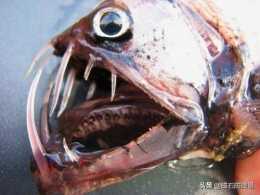 造型恐怖的深海魚類，擁有巨大尖利的牙齒，對人類卻幾乎沒有威脅