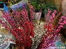 兔年來盆可愛的“兔子花”？上海這些花市太好逛了！