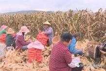 隆陽：玉米制種獲豐收 訂單農業助增收