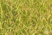 持續晴熱高溫 江蘇句容給水稻田裝上“空調” 晨灌夜排保障水稻生長