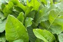高蛋白飼草-魯梅克斯，畝產10~15噸，也被很多人炒作是“食葉草”