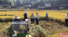 “內6優7075”再生稻第二季平均幹谷畝產511.93公斤