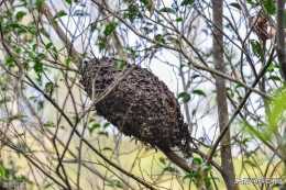 中蜂養殖，分蜂群中出現雄蜂正常嗎？老蜂農這樣解釋
