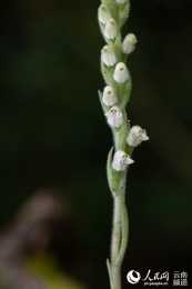 雲南耿馬深山裡的斑葉蘭開花了：擁有世界上最小種子
