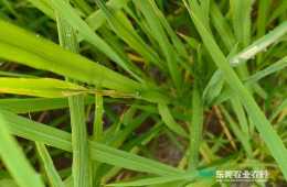 水稻破口期 關鍵要做好這幾種病蟲防治