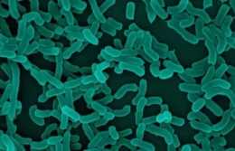 微生物小知識：什麼是植物乳桿菌？