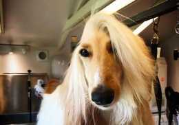 一頭飄逸長髮盡顯高貴氣質，阿富汗獵犬可以算是汪星社會名流了