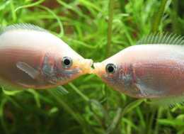 物種百科：接吻魚