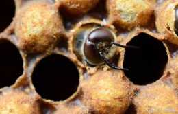 見到雄蜂出房，才可著手移蟲育王，養蜂業中這句話有何科學依據？