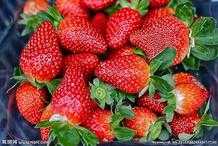 家裡用完的油桶不要扔，改造後在陽臺種草莓，結出的果實又大又甜