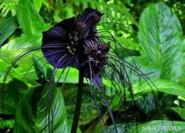 黑色珍品花卉：老虎鬚的鑑賞與養護