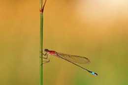 許多蜻蜓色彩豔麗，是觀賞昆蟲一大類，也是飛行速度最快昆蟲之一