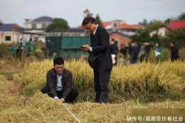 (新華全媒+)湖南瀏陽:“一季雜交稻+再生稻”糧食週年生產模式再生季稻測產驗收