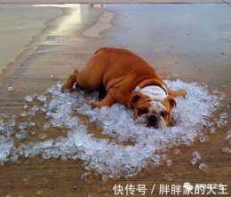 狗狗中暑的跡象和急救措施，寵物如何防止中暑安然度過夏天？
