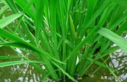 影響水稻分櫱的因素有哪些？水稻分櫱期田間管理