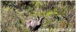 青海班瑪:中華斑羚現身瑪可河林區