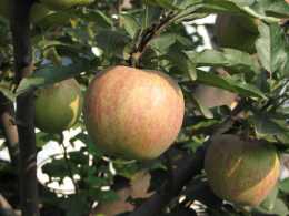 為什麼蘋果樹生長到中後期一定要施鉀肥？