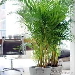 室內擺放的客廳裡淨化空氣的6種植物，看起來都有熱帶風情