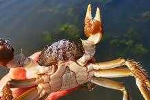 螃蟹的養殖技術及方法