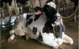 你的飼料有可能害了你的牛，奶牛酮病，導致牛癱瘓的一種病，轉發