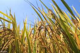 稻田免耕直播油菜栽培，透過增加密度，增加群體株數，來實現增產
