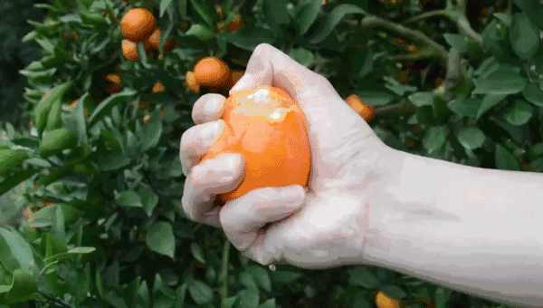 這可能是史上最簡單的鮮榨橙汁做法了