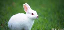 兔子將佔領澳洲?長達150年的"人兔大戰",澳大利亞仍束手無策