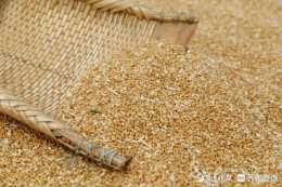 泰安251.1萬畝小麥預計總產119.03萬噸，產量比去年高