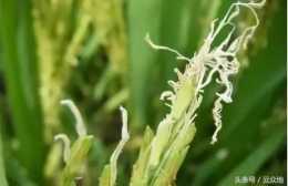 水稻穎花退化有原因，不想減產就必須防，這三個預防措施要到位！