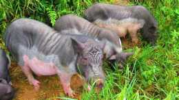 豬群裡的新品種：藍塘豬