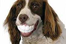 狗狗到底有沒有幽默感？達爾文：人跟狗是這世界上唯二會笑的物種