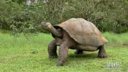 世界上最大的烏龜有多大 加拉帕戈斯象龜6米長