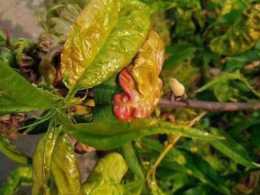 正值桃樹縮葉病的高發期，果農應如何防治和管理