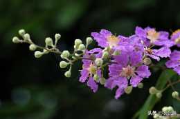 紫薇是怎麼花開的？紫薇生長時間是多久時間？紫薇生長時間是多久？