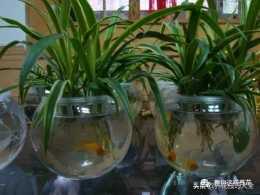 富貴竹瓶裡放2條魚，形成“共生關係”，新芽猛長抽枝快！