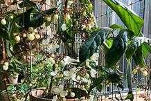 盆栽新寵——垂絲茉莉，觀葉、賞花又聞香，三季開花，室內也能養