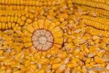10月13日，期貨狂，現貨浪，玉米價格開啟了“無量上漲”的節奏