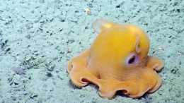 世界上最可愛的小章魚，會捂臉會害羞，迷倒一片網友