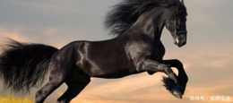 歷史上五匹戰馬,個個都是千里馬,它們的主人也都是公認的萬人敵