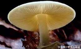 世界上最毒的蘑菇原來長這樣，毒性超高，野外碰見要小心！