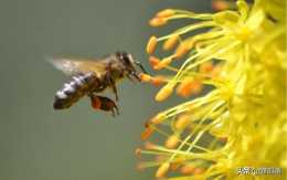 蜜蜂、螞蟻、葉甲，昆蟲界的3大數學奇才，它們真的比人類聰明