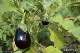 高溫乾旱，茄子病毒病爆發，如何辨別與防治？產量提高農戶增收