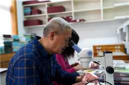 泰山發現中國昆蟲新紀錄科——穿孔蛾科
