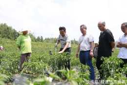 貴州金沙：人工抗旱保產促4000畝辣椒高產增收