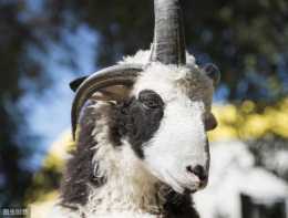 公綿羊的繁殖能力的管理