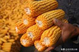 玉米種子播前要如何處理？