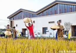 豐收啦！金山首個稻米產業化聯合體帶動農民喜增收