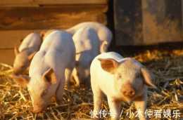 養豬成為發家致富好渠道，農村小規模分散養殖，這些好處你知道嗎
