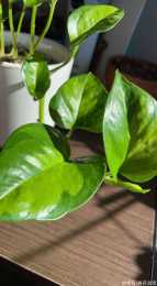 4種耐陰且耐看的盆栽觀葉綠植，可以長期養在室內半陰處